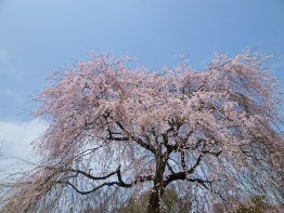 栃木　天平の丘公園の桜_e0132426_20222274.jpg