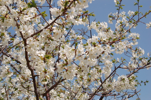 心癒される桜の木の下で思う、野球ができることの幸せ。_e0158128_18334785.jpg
