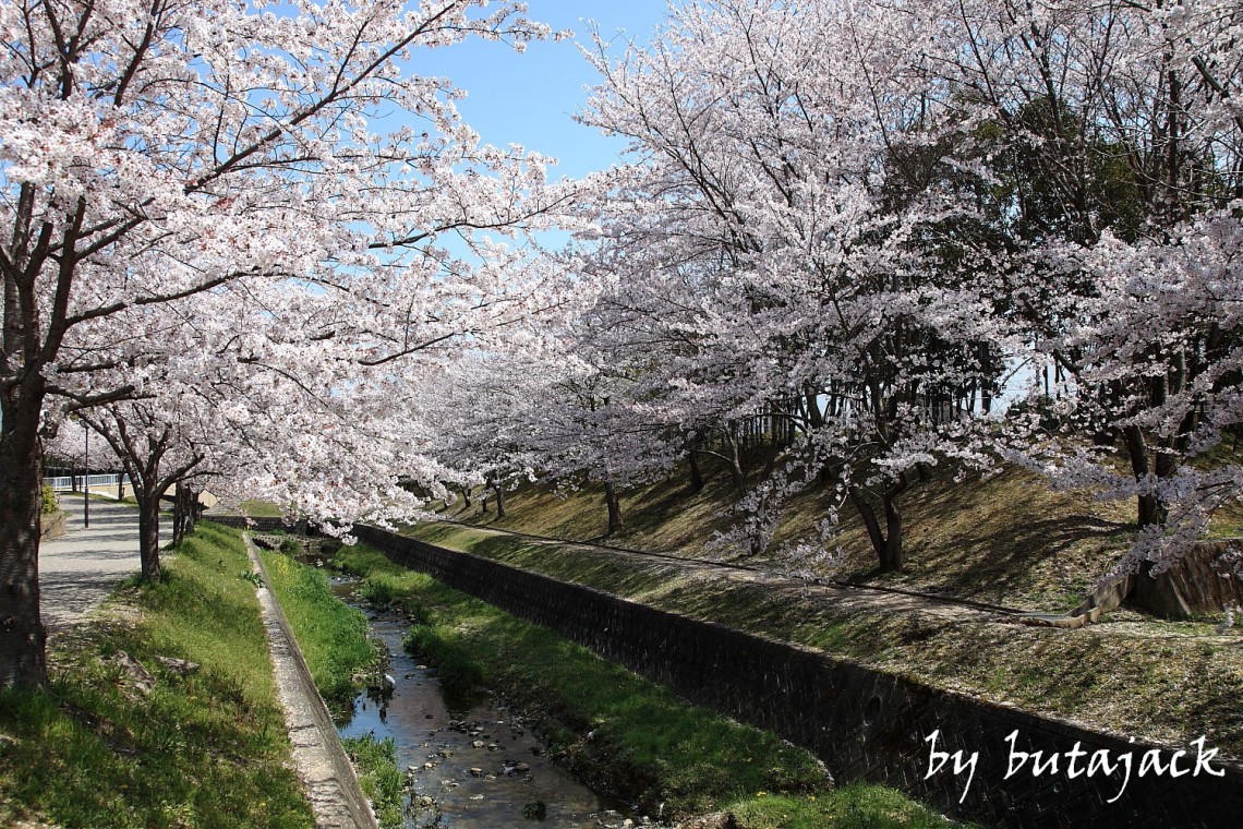 水無瀬川のサクラ並木・・・_e0220828_19313426.jpg