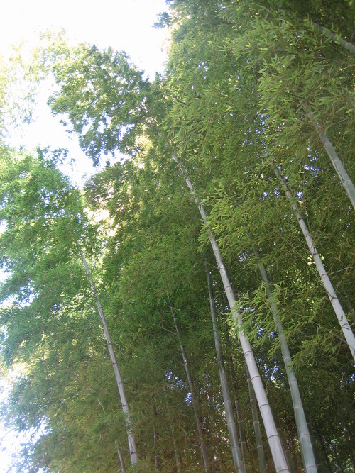 春の縮景園_b0197533_23495318.jpg