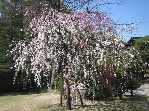春の縮景園_b0197533_23535524.jpg