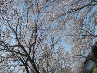 牧場の桜_b0170834_17491424.jpg