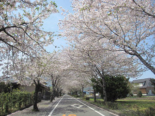 牧場の桜_b0170834_1749286.jpg