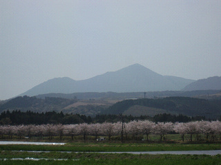 牧場の桜_b0170834_17494524.jpg