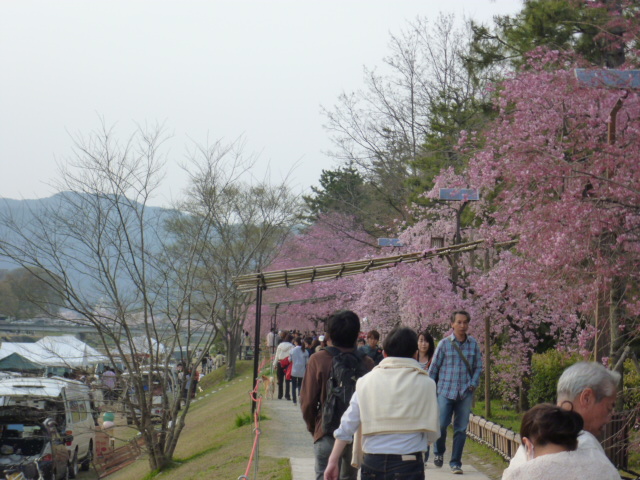 京都桜情報　2011　４月１０日速報！_d0106134_22572112.jpg