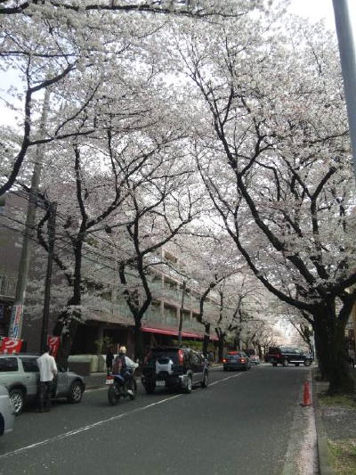 お花見ウォーキング_d0152937_20124167.jpg