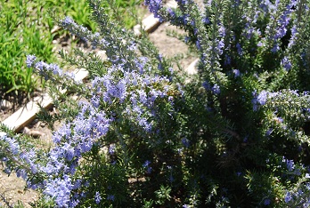 e0120938_5132461.jpg
