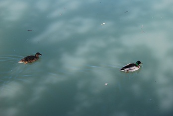 e0120938_534348.jpg