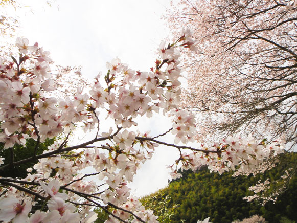 ようやく桜の花が咲く頃になったのに・・・_a0056140_21465770.jpg