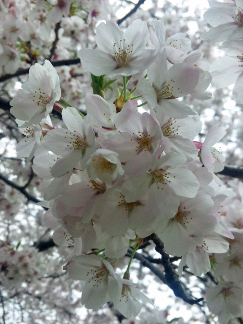 満開の桜の日に_a0117440_001653.jpg