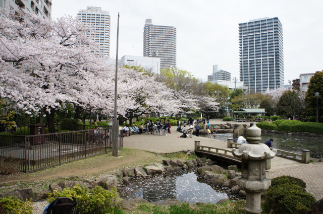 お花見 佃公園 佃島 豊洲に暮らす日々