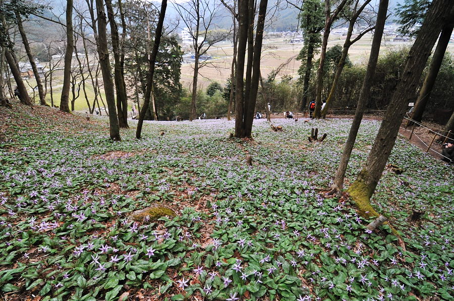 春の妖精・カタクリの花_d0148541_19303783.jpg