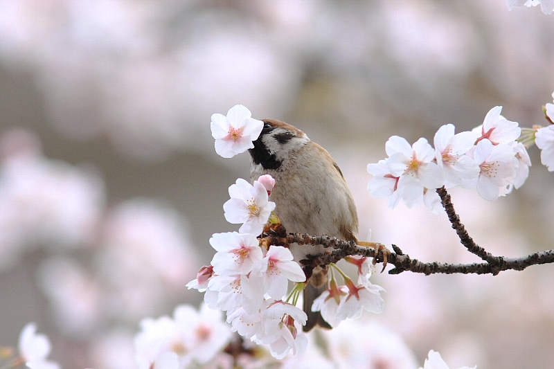 在庫より、マヒワ・桜雀・イカル_e0077041_213337.jpg