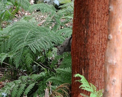 b0067346_14332844.gif