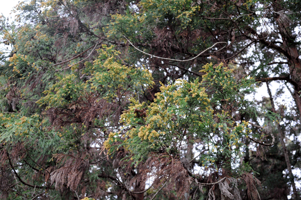 b0067346_14333159.gif