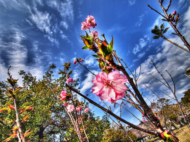 2011年の桜　若宮公園_b0135347_233520.jpg