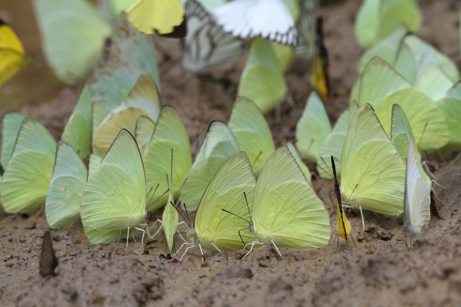 集団吸水 at Petchaburi その４　（2011年4月12日）_a0094850_15474054.jpg