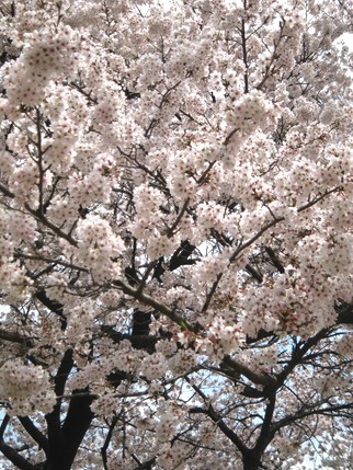 cherry blossoms_a0123450_16183678.jpg