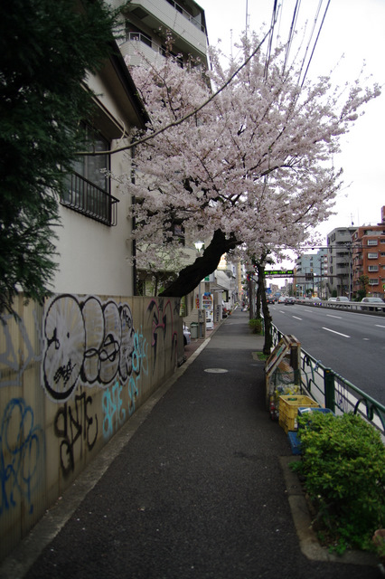 092　環七の桜_c0175352_11241549.jpg