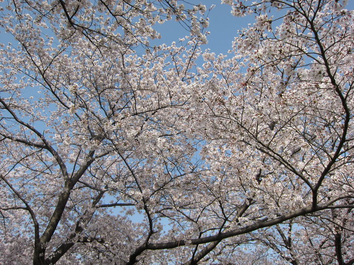 桜_e0232054_15453495.jpg