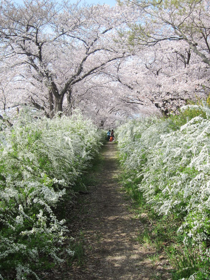 桜_e0232054_1550322.jpg