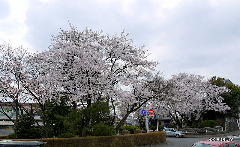 お花見散歩♪_a0092659_1531284.jpg