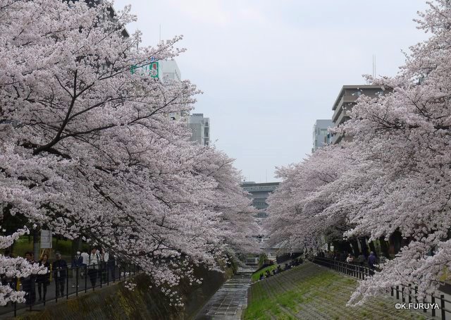 お花見散歩♪_a0092659_1551320.jpg