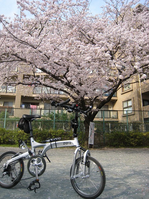 増上寺の桜と東京タワー_a0034560_22345849.jpg