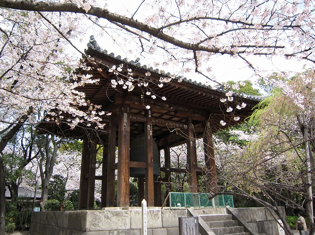 増上寺の桜と東京タワー_a0034560_2240679.jpg