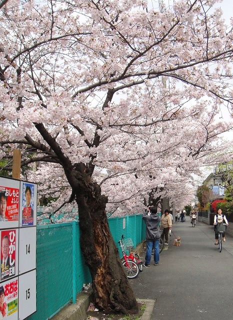 ＜2011年４月２日＞地元のモトスミ・武蔵小杉の桜風景　（川崎探訪）_c0119160_1830634.jpg