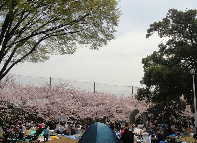 ＜2011年４月２日＞地元のモトスミ・武蔵小杉の桜風景　（川崎探訪）_c0119160_1842739.jpg