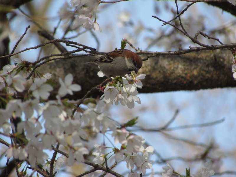 山桜_c0139960_1741957.jpg