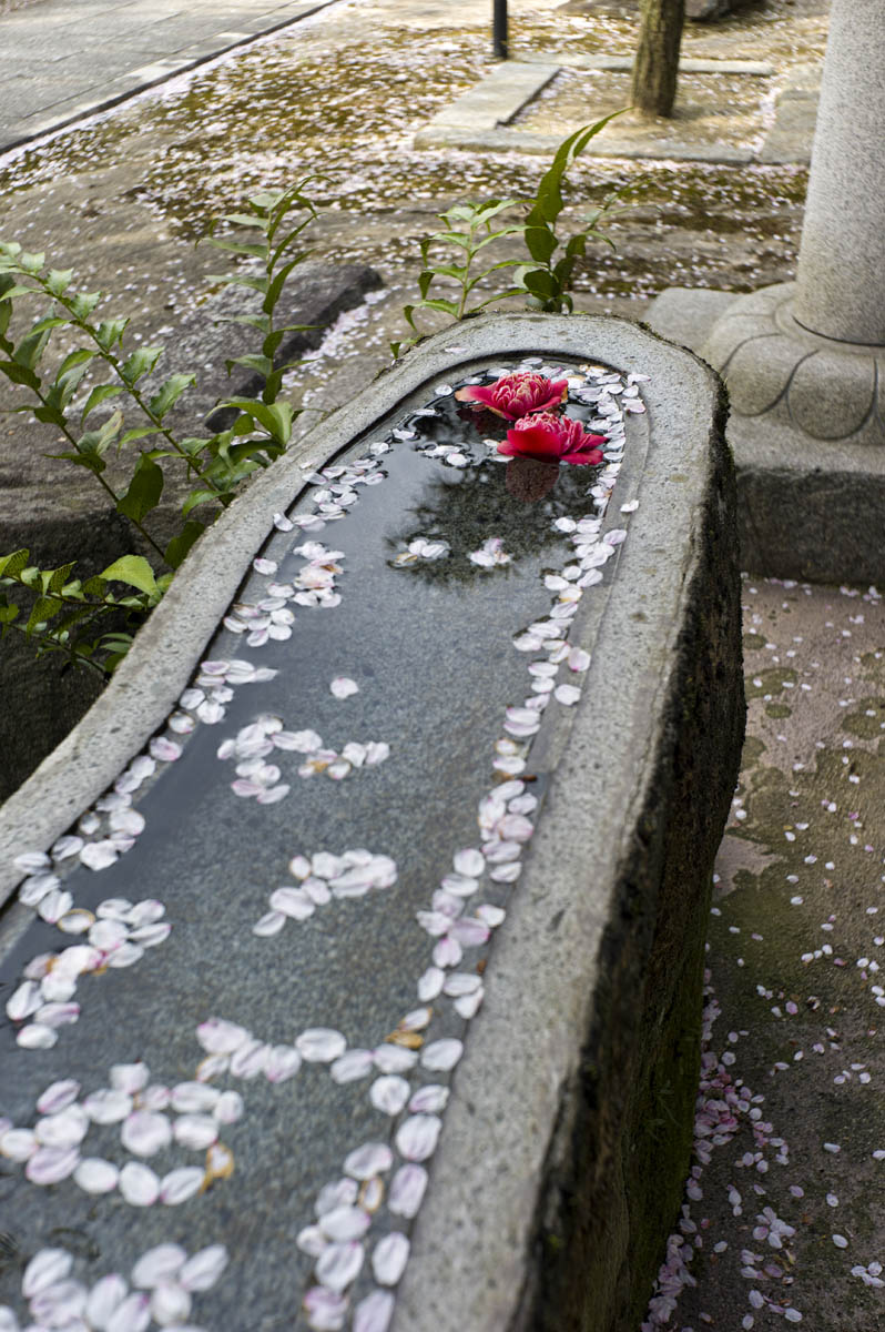 夕暮れ前に「広寿山福聚寺」へ_c0028861_21461885.jpg