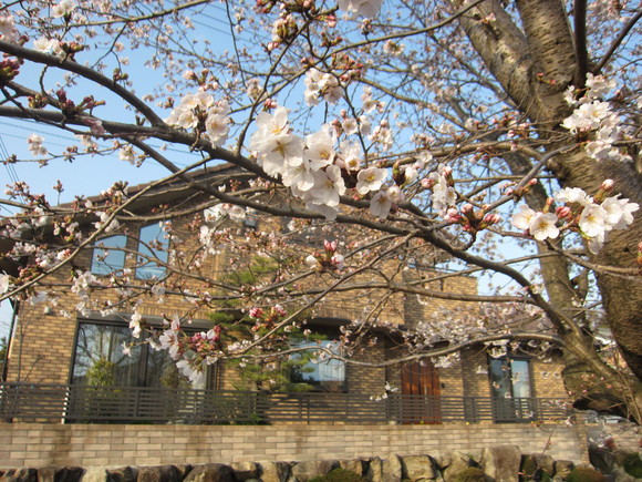 水口城址と我が家での花見_b0100062_1559419.jpg