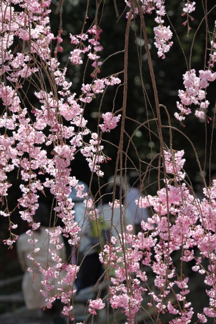 後楽園の桜_b0131362_154381.jpg