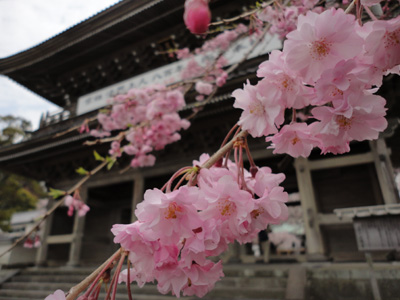 春爛漫の鎌倉散歩 （光明寺の桜）_b0112263_2316093.jpg