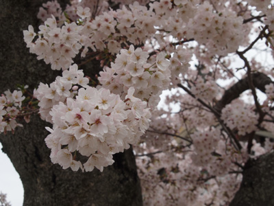 春爛漫の鎌倉散歩 （光明寺の桜）_b0112263_2317436.jpg