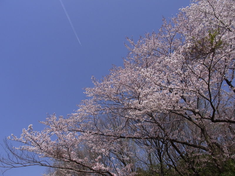 2011/4/10 平和公園の桜_a0035664_1943367.jpg