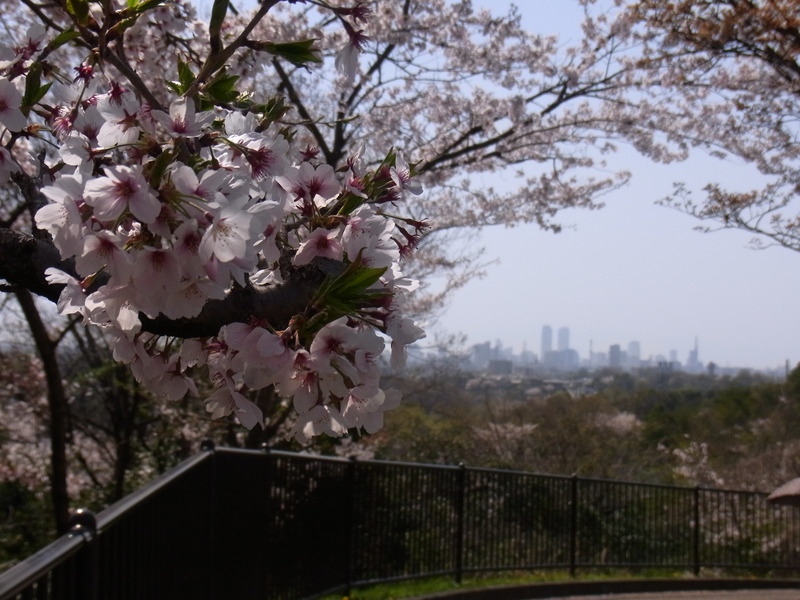 2011/4/10 平和公園の桜_a0035664_19543331.jpg