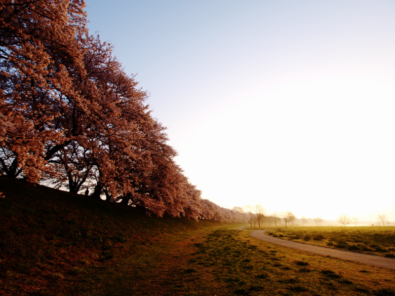 背割堤 桜のご来光_c0218766_2101132.jpg