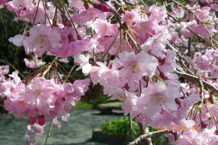 花咲く岩屋山、福智山、宮地山～在自山_f0016066_1713658.jpg