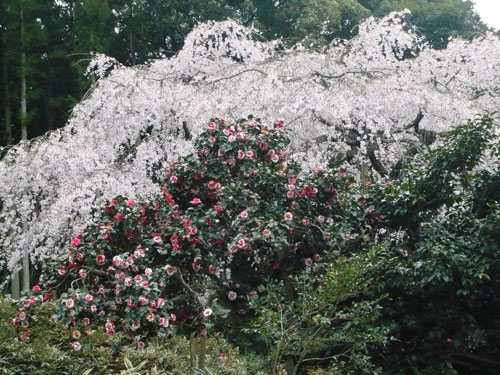 f0142768_1227489.jpg
