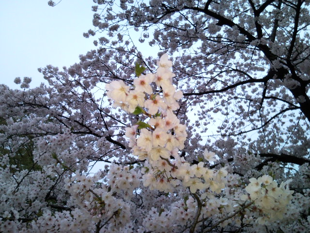 花見するならこっちだろうな。猿江恩賜公園。_f0054969_187344.jpg