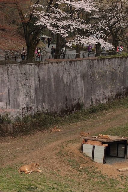 a0188771_21404839.jpg
