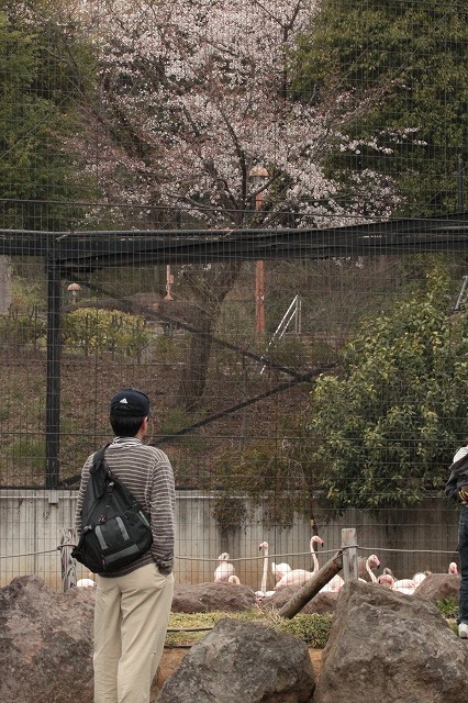 多摩動物園でお花見　その1_a0188771_21421980.jpg