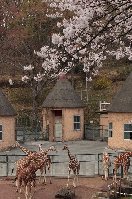 多摩動物園でお花見　その1_a0188771_21435732.jpg