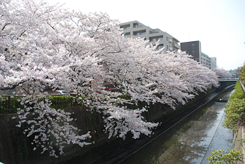 桜＆サクラ_d0126473_2236459.jpg