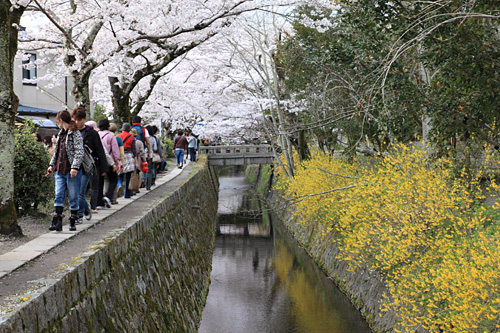 京都　桜満開　+　畑の花暦_a0170374_1192650.jpg