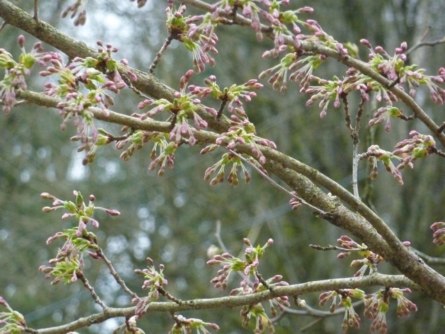 桜前線 移動中!_c0080075_1505213.jpg
