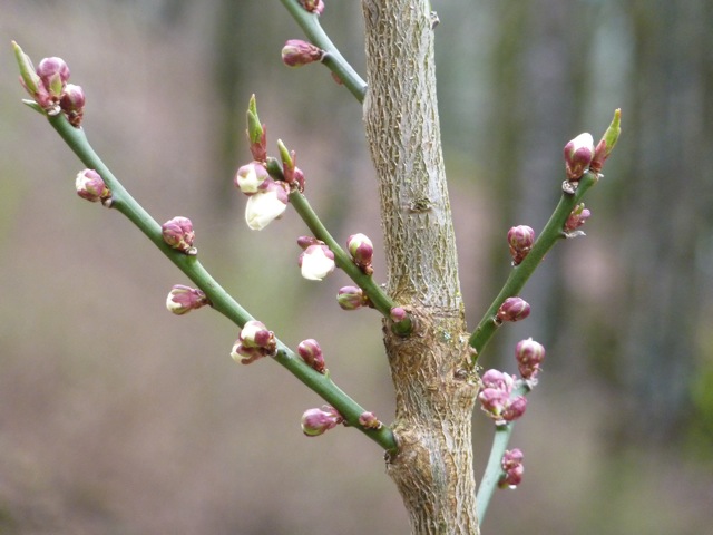 桜前線 移動中!_c0080075_1532716.jpg